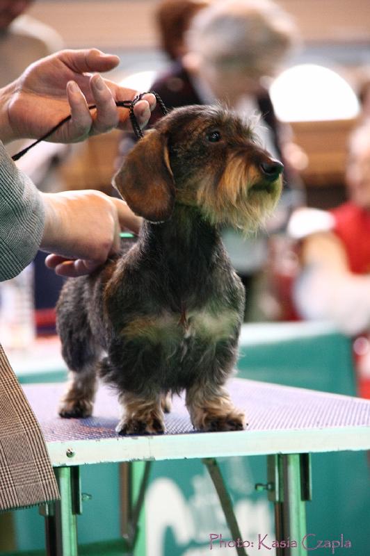 Crufts2011_2 1060.jpg